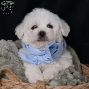 Jagger, Bichon Frise Puppy